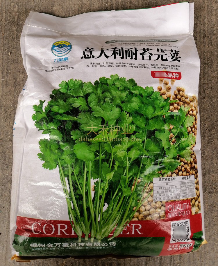 意大利耐抽苔芫荽种子四季优质高产大叶香菜种籽香味浓郁耐热耐寒