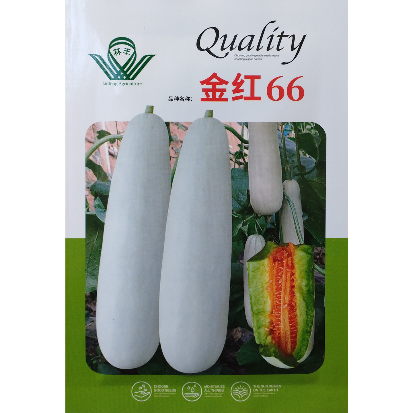 金红66纯红瓤干瓤61类甜瓜种子