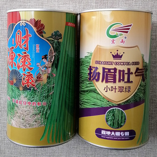 宏雨豆角种子财源滚滚扬眉吐气露地大棚豇豆种籽鲜荚翠绿双荚多