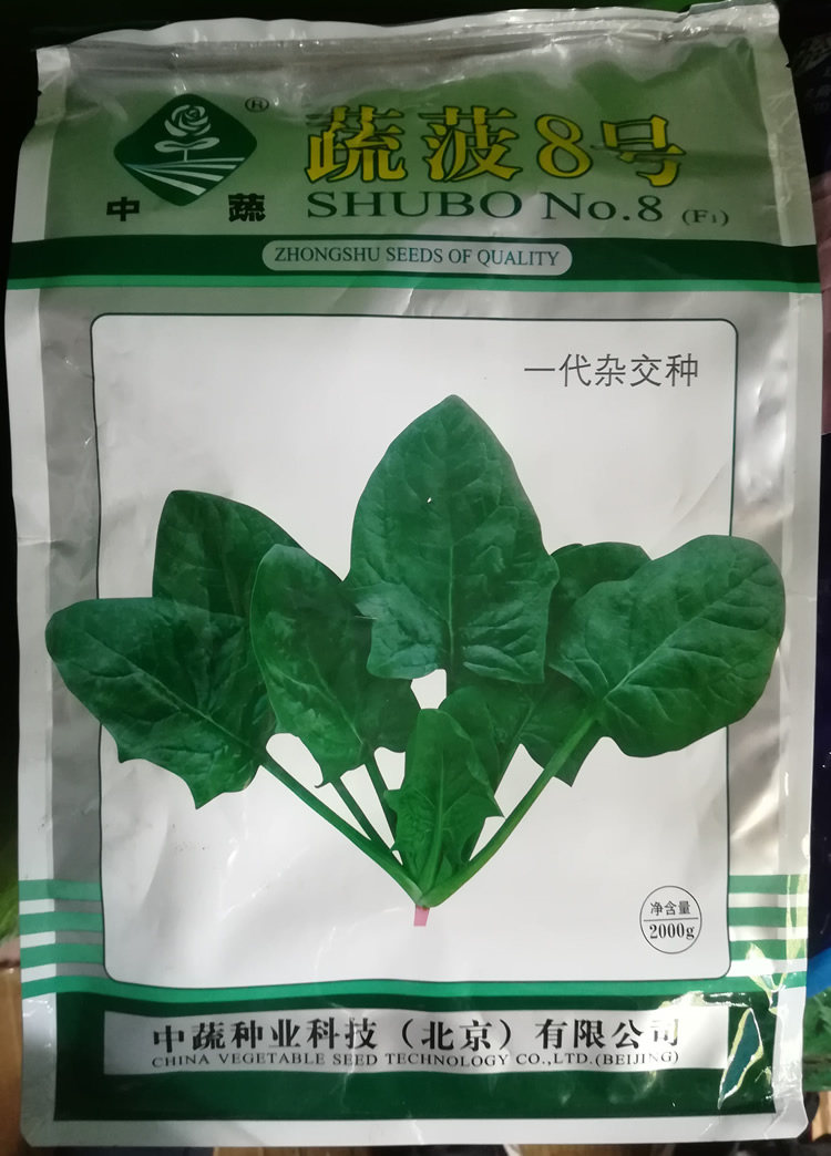 中蔬良种蔬菠8号菠菜种子叶色深绿长势快黑叶菠菜种子高产耐抽苔