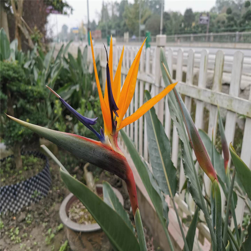 红脉细叶窄叶开花品种鹤望兰真鹤