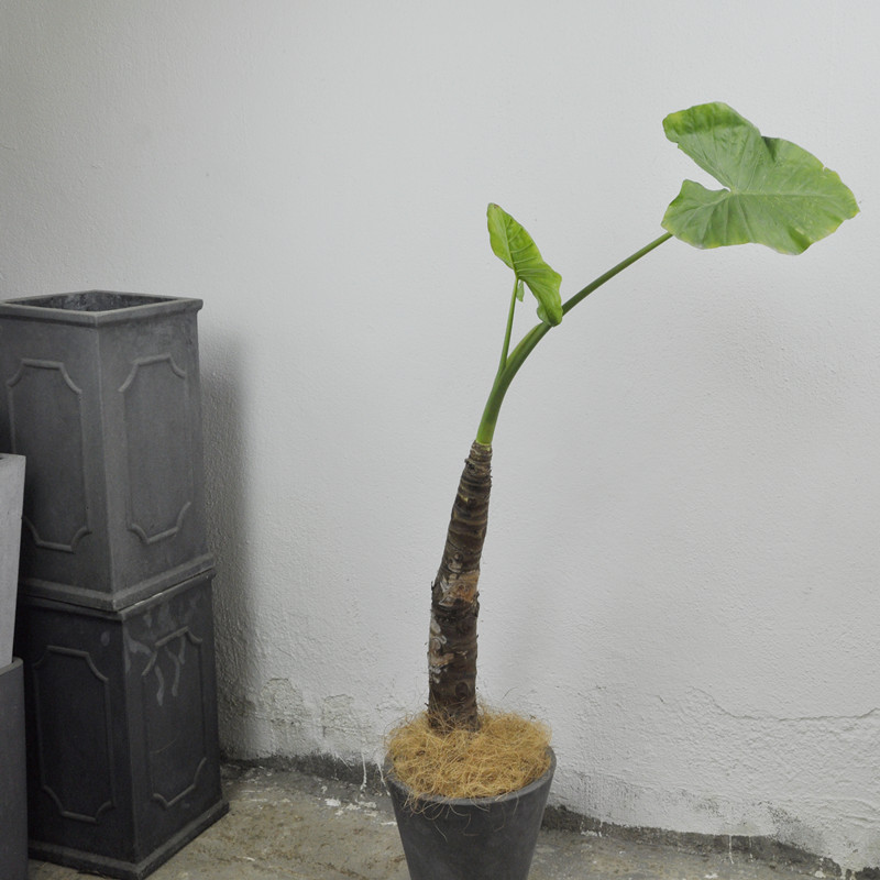 桩头千手观音盆栽大海芋霸王芋滴水观音绿植观叶常绿室内水培植物