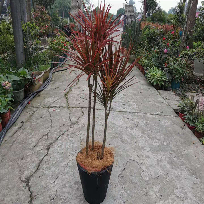 五彩千年木盆栽三色龙血树七彩铁 荷兰铁马尾铁红竹观叶室内植物