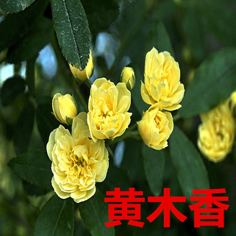 直播黄木香白木香浓香盆栽蔷薇大花卉树苗带花苞适合垂吊拱门