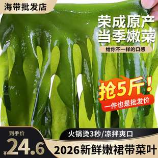 新鲜裙带菜叶半干货5斤薄嫩海藻菜咸菜凉拌菜火锅食材商用非特级