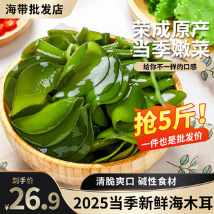 新鲜海木耳盐渍海灵芝海藻嫩芽裙带菜耳朵半干货5斤/箱凉拌菜商用