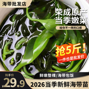 新鲜海带苗嫩苗头水海带芽火锅食材烫8秒盐渍小海带商用凉拌海藻