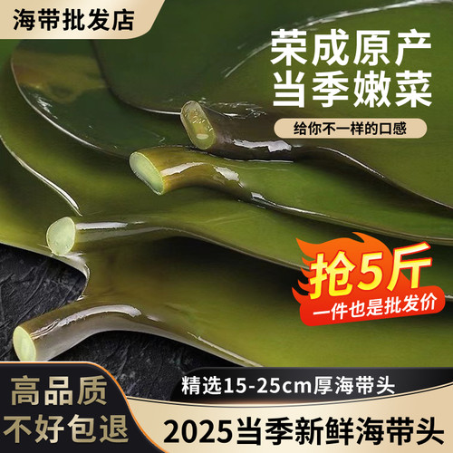 新鲜盐渍海带头昆布头厚海带