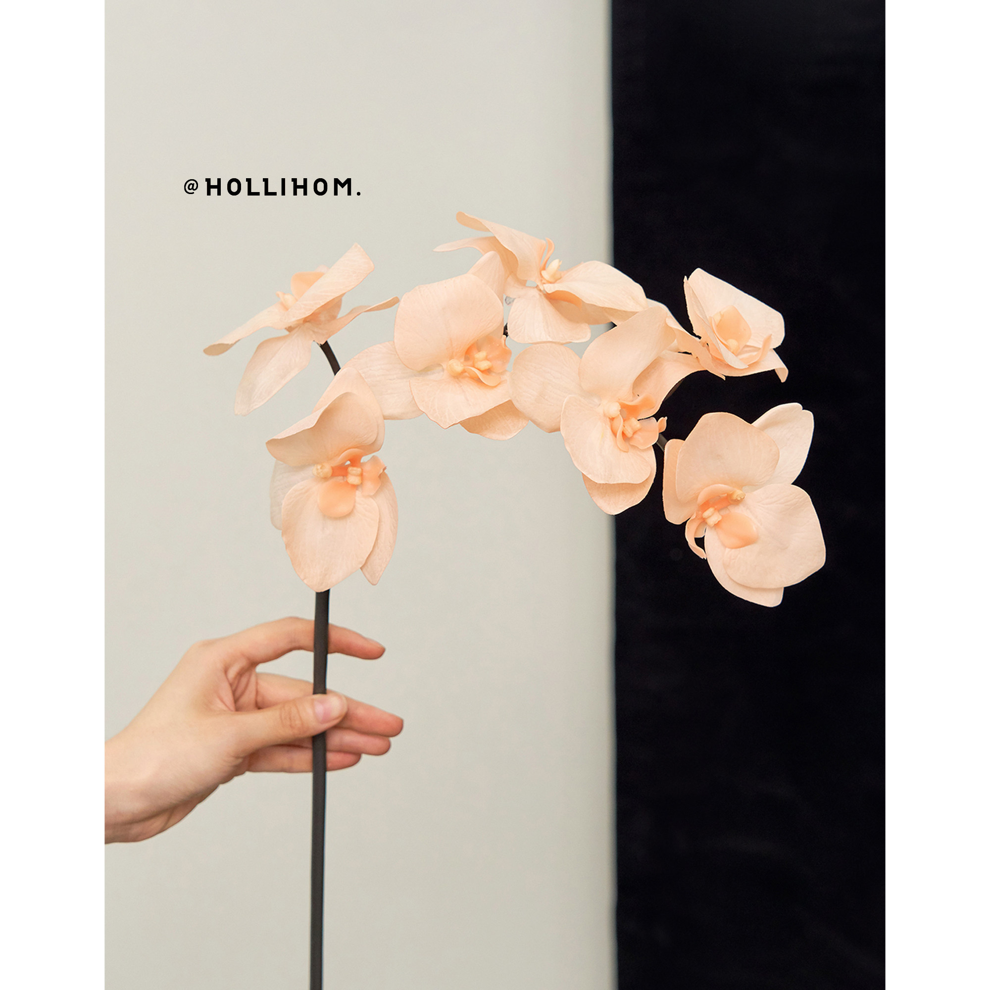 逅里Hollihom3D艺术仿真蝴蝶兰