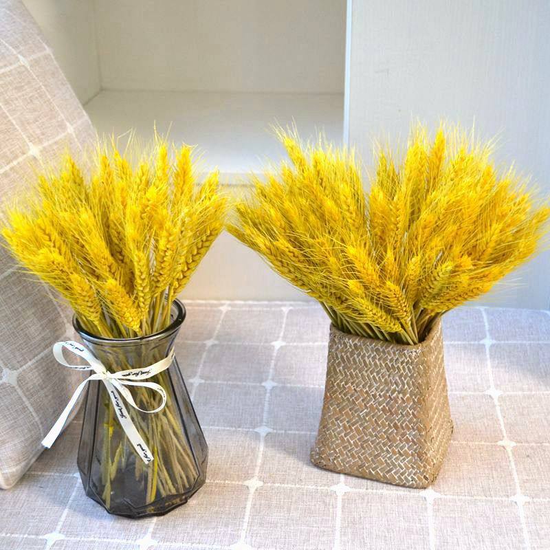 natural Wheat Wheat Ear of Wheat Dried flowers Decorative flowers Restaurant club decorate a living room a decoration Barley reed The openingin the Home accessories , Vase/Flower/Artificial flowers/Imitation jewelry , Dried flowers/Petal/Dried package/Dry twigs  category - from Buy2taobao.com to provide professional Taobao agent buy service