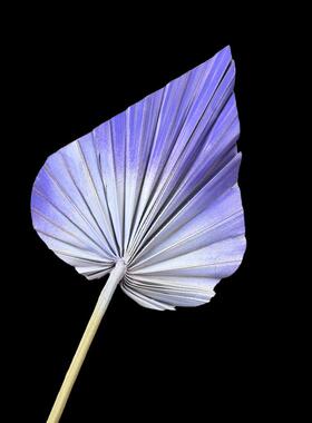 扇子手工干花风干永生花高级花材