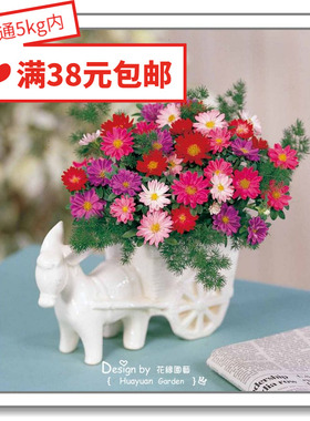 花缘咸菜 进口观赏花种子*日本SAKATA*翠菊*小夜曲*混色10粒