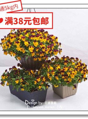 花缘咸菜 进口观赏花种子*日本SAKATA*垂吊角堇*小铃铛系列5粒