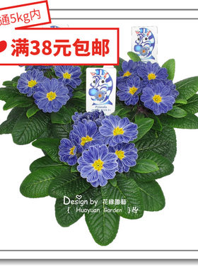 欧洲报春花伯尼蓝斑马花缘咸菜