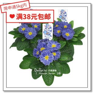 花缘咸菜 进口观赏花种子*多年生阳台欧洲报春花*伯尼*蓝斑马10粒
