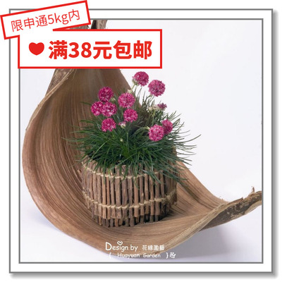 进口德国海石竹花缘咸菜