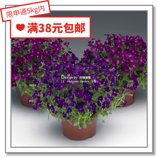 花缘咸菜 进口观赏花种子*荷兰SG*南庭芥*奥黛丽10粒