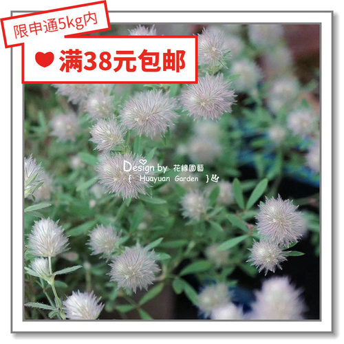 三叶草田车轴草干花爆盆花叶共赏