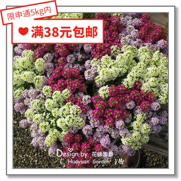进口德国香雪球水晶花缘咸菜图片