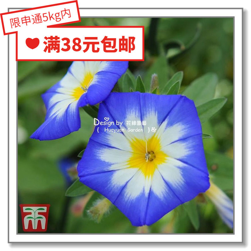 花缘咸菜 进口花种子*英国tm*三色旋花*蓝旗10粒