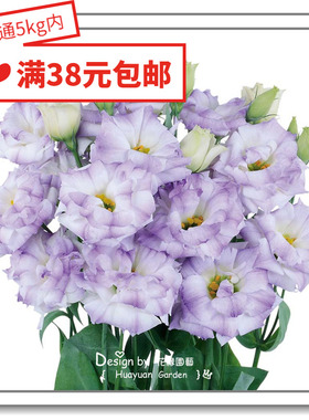 花缘咸菜 进口观赏花种子*日本SAKATA*洋桔梗*维纳斯系列10粒丸化