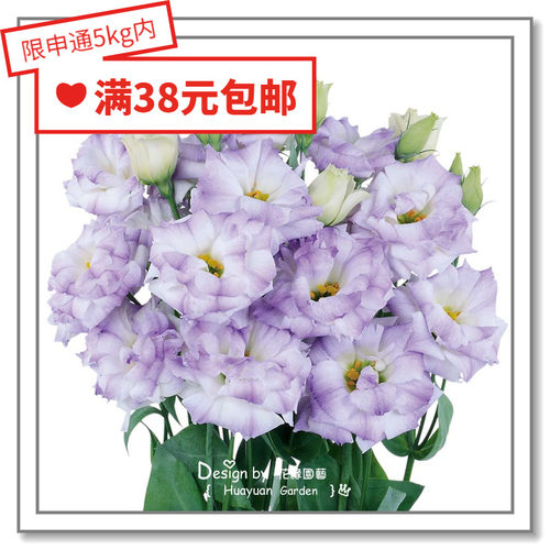 进口日本洋桔梗花缘咸菜