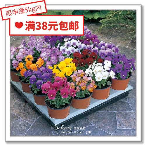 日本角堇珍品花缘咸菜