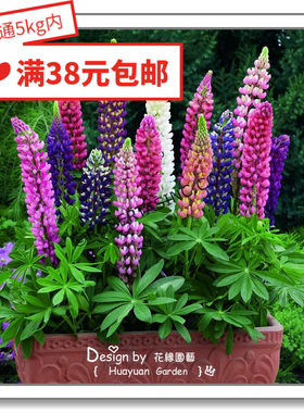进口种子英国羽扇豆花缘咸菜