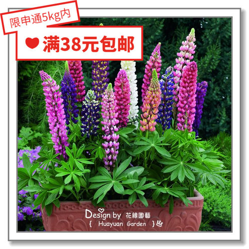 进口种子英国羽扇豆花缘咸菜