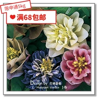 Huayuan Pickles Импортированные цветочные семена*British TM*耧 花 花*сладкая радуга/бароло/зеленое яблоко 5