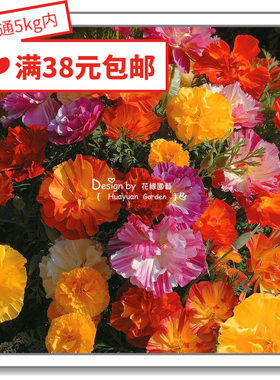 进口英国奶酪花缘咸菜