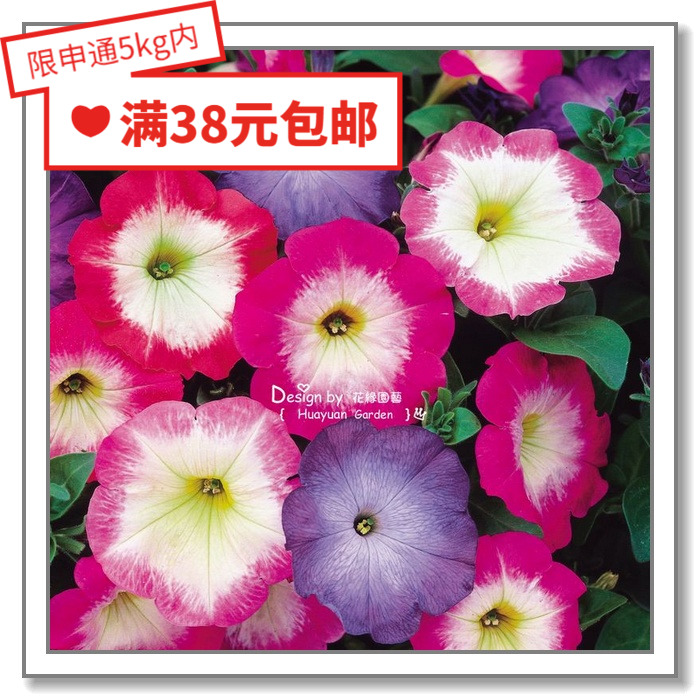 日本矮牵牛梅林系列10粒花缘咸菜