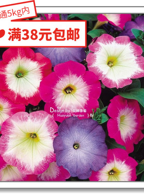 花缘咸菜 进口观赏花种子*日本SAKATA*矮牵牛*梅林系列10粒丸化