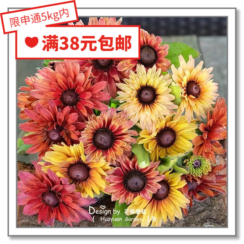 花缘咸菜 进口观赏花种子*英国TM*金光菊/黑心菊*白兰地/摩洛哥10图片