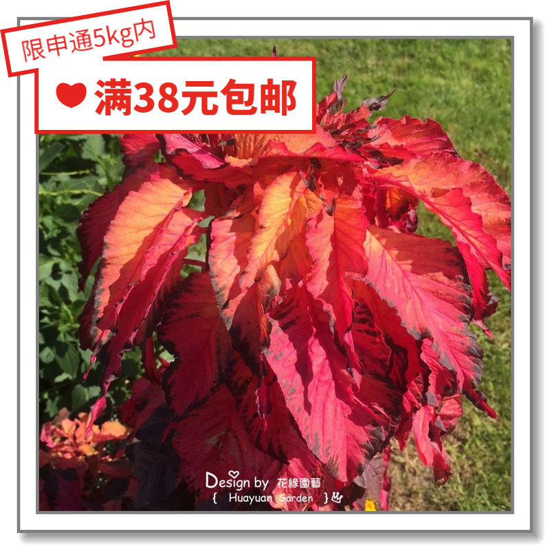 花缘咸菜 进口花种子*英国tm*雁来红*狂欢节5粒