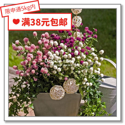 德国千日红拉斯维加斯花缘咸菜
