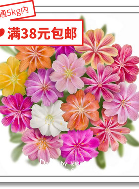花缘咸菜 进口观赏花种子*英国TM*露薇花*银河/Elise*混色5粒
