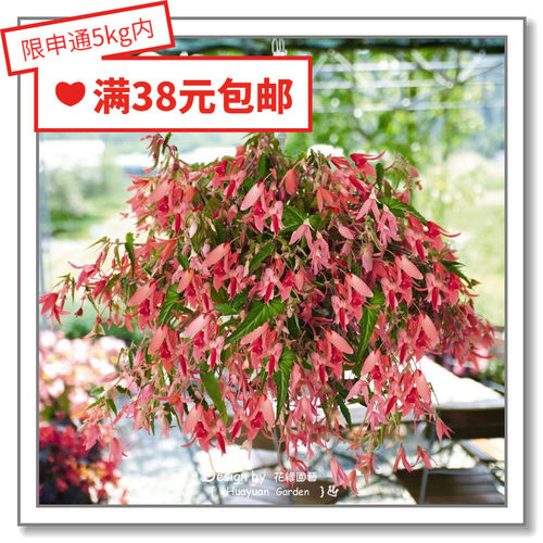 德国玻利维亚海棠5粒花缘咸菜