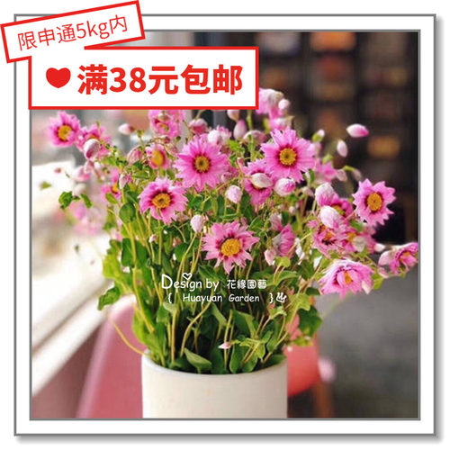 美国进口鲁丹鸟花缘咸菜