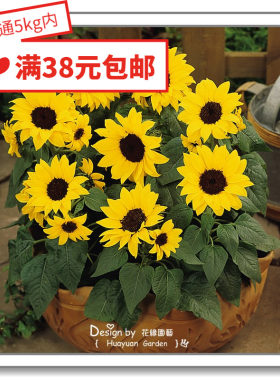矮生盆栽向日葵花卉种子