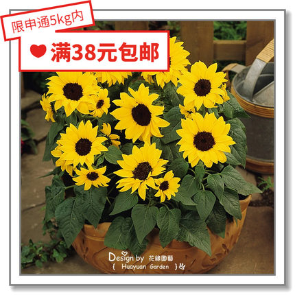 花缘咸菜 进口观赏花种*矮生盆栽向日葵*民谣/大微笑/小熊5-10粒