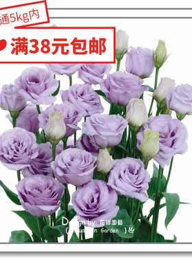 花缘咸菜 进口观赏花种子*日本SAKATA*玫瑰型洋桔梗*露西塔10粒