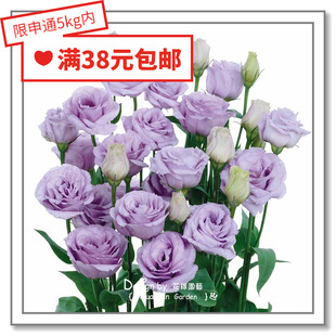 花缘咸菜 进口观赏花种子*日本SAKATA*玫瑰型洋桔梗*露西塔10粒