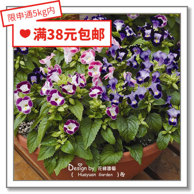 花缘咸菜 进口观赏花种子*泛美*夏堇*可爱系列10粒丸化