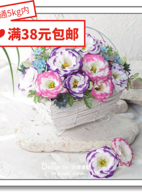 花缘咸菜 进口观赏花种子*日本SAKATA*洋桔梗*神话系列10粒丸化