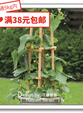 花缘咸菜 进口观赏菜种子*泛美/英国TM*黄瓜*阳台水果/小鲜肉3-5