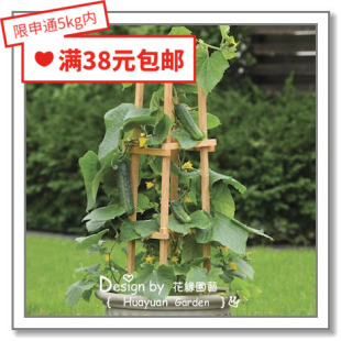 花缘咸菜 进口观赏菜种子*泛美/英国TM*黄瓜*阳台水果/小鲜肉3-5