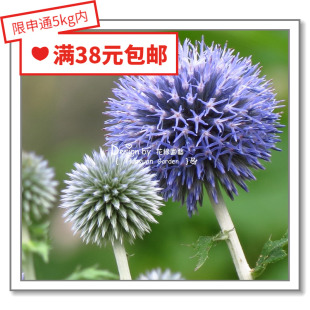 花缘咸菜 进口观赏花种子*蓝刺头/蓝蓟花5粒