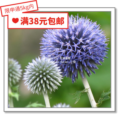 花缘咸菜 进口观赏花种子*蓝刺头/蓝蓟花5粒