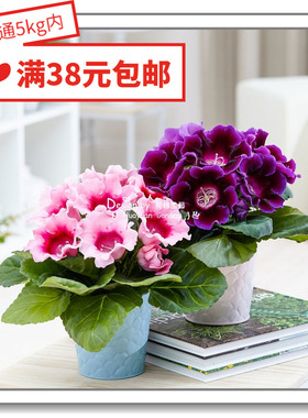 花缘咸菜 进口观赏花种子*日本SAKATA*大岩桐*阿瓦迪丸10粒